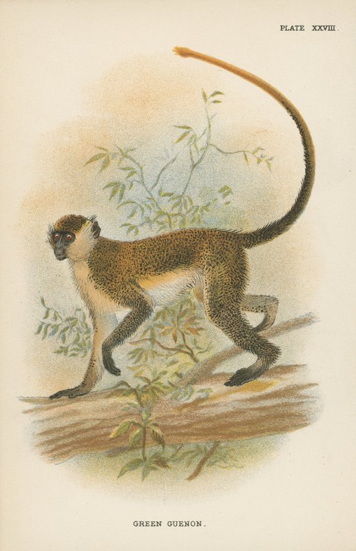 Grøn Guenon af English School