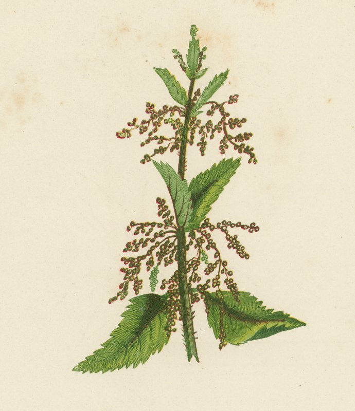 Grøn brændenælde, Urtica Dioica (farvelitografi) af English School