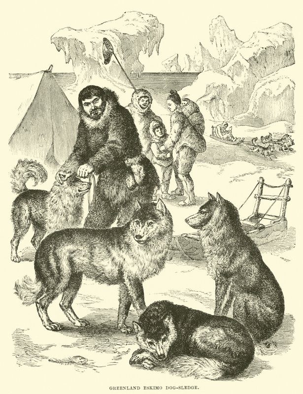 Grønlands eskimo hundeslæde af English School