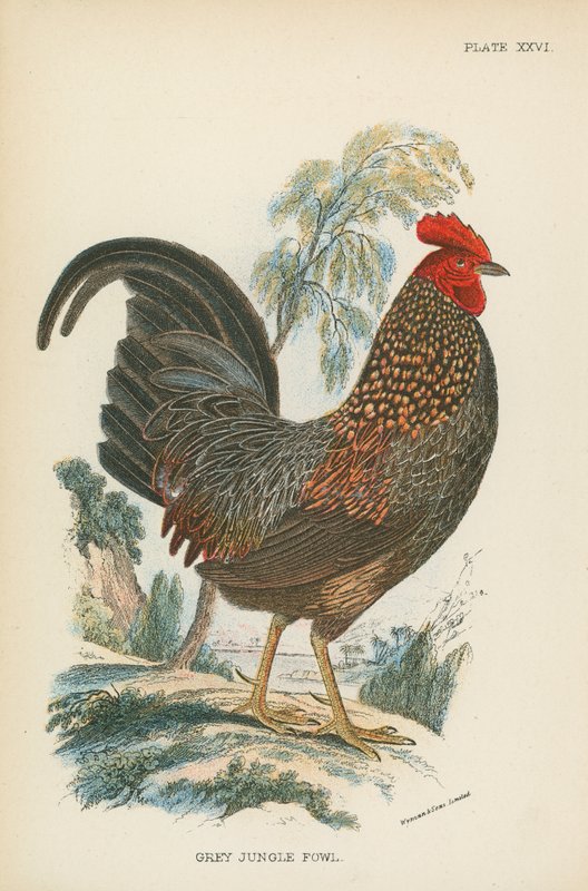 Grå Jungle Fowl af English School