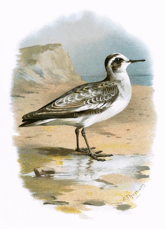 Grå Phalarope af English School