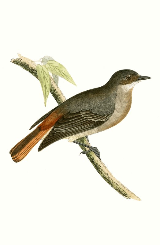 Grå rødstart, illustration fra 