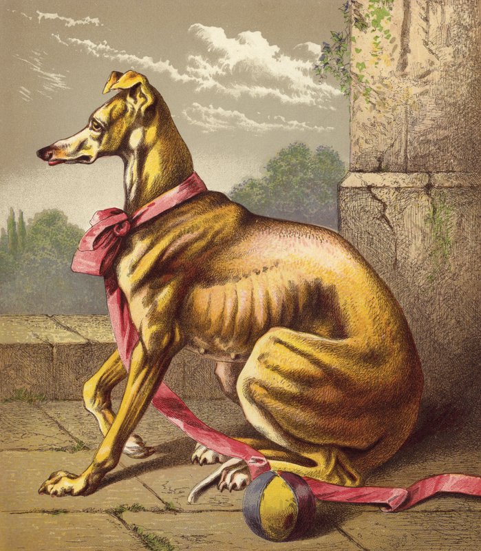 Greyhound (farvelitografi) af English School