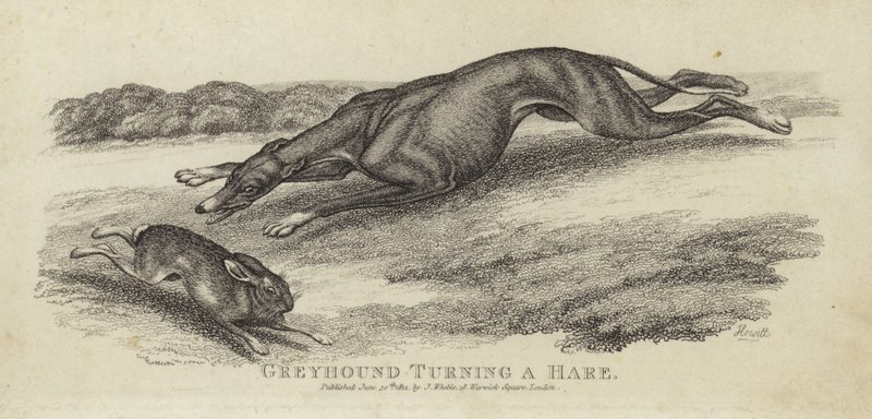 Greyhound, der vender en hare af English School