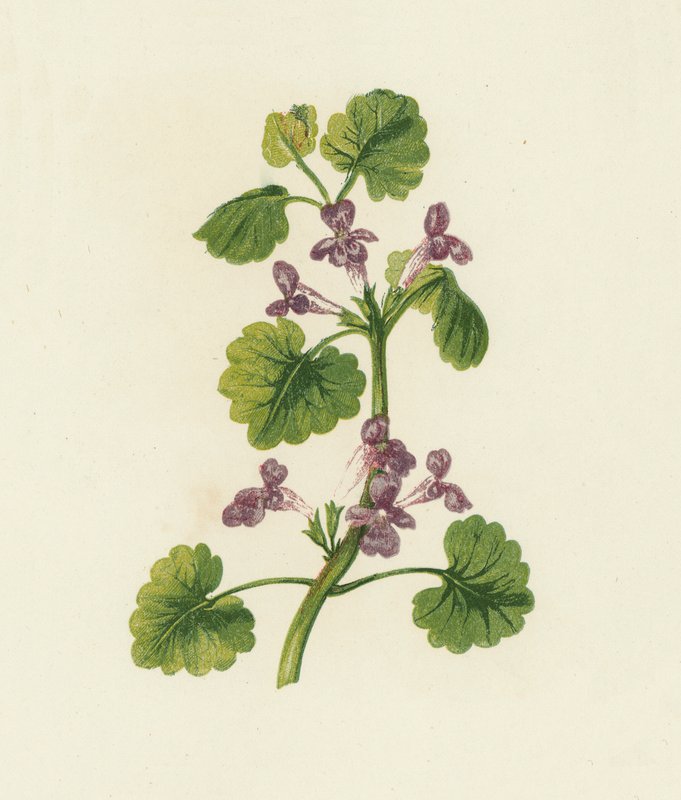 Vedbend, Glechoma Hederacea (farvelitografi) af English School