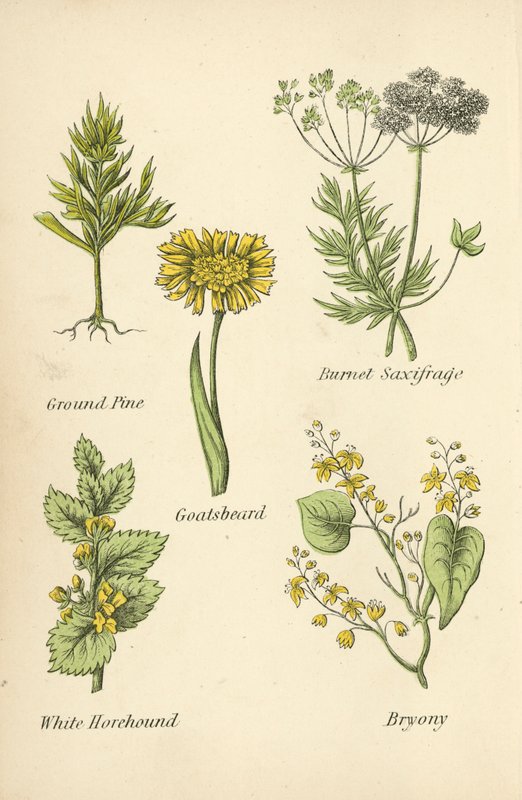 Ground Pine, Burnet Saxifrage, Gedeskæg, White Horehound, Bryony af English School