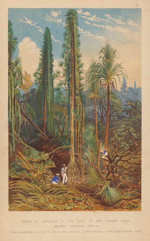Gruppe af Pandanus i Zambesi-flodens delta, det østlige tropiske Afrika (farvelitografi) af English School