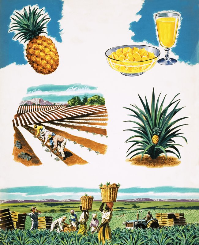 Dyrkning af ananas af English School