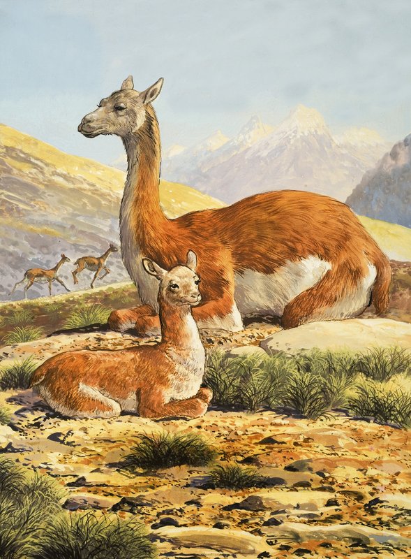 Guanacos af English School