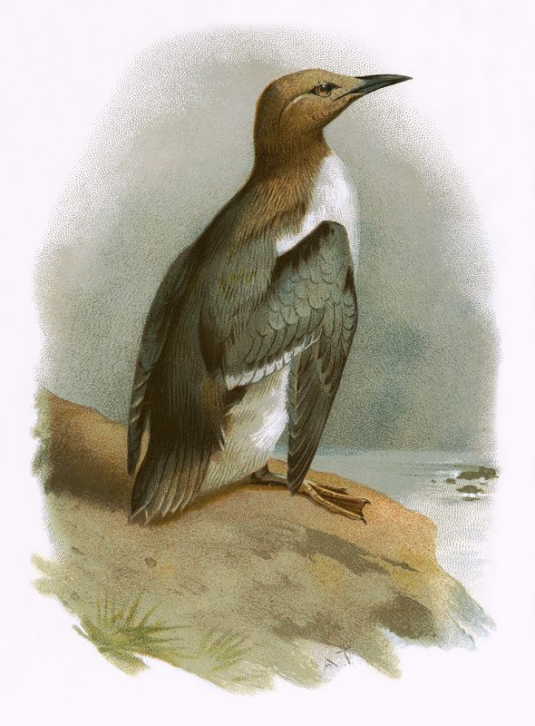 Guillemot af English School