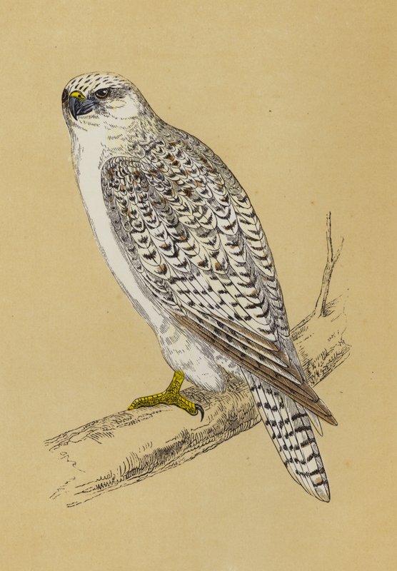 Gyr-Falcon (farve litho) af English School