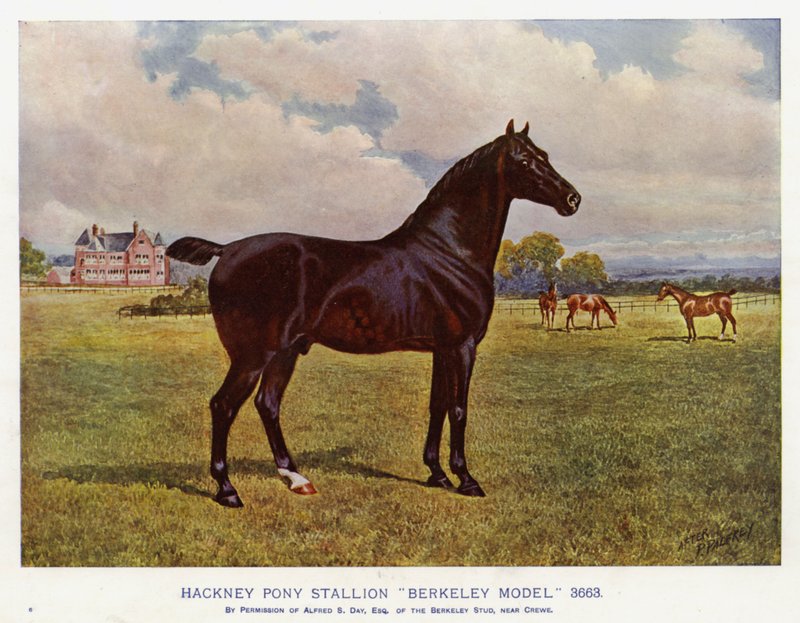 Hackney Pony hingst "Berkeley Model" 3663 (farve litho) af English School