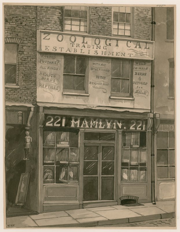 Hamlyns Zoological Trading, 221 St Georges Street, London Docks (wc på papir) af English School