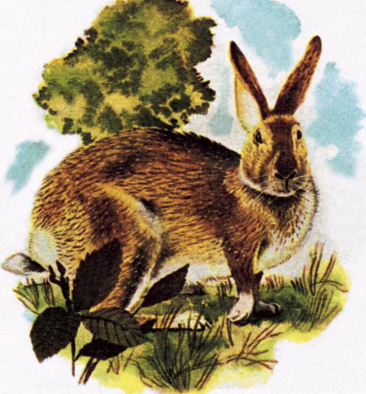 Hare af English School