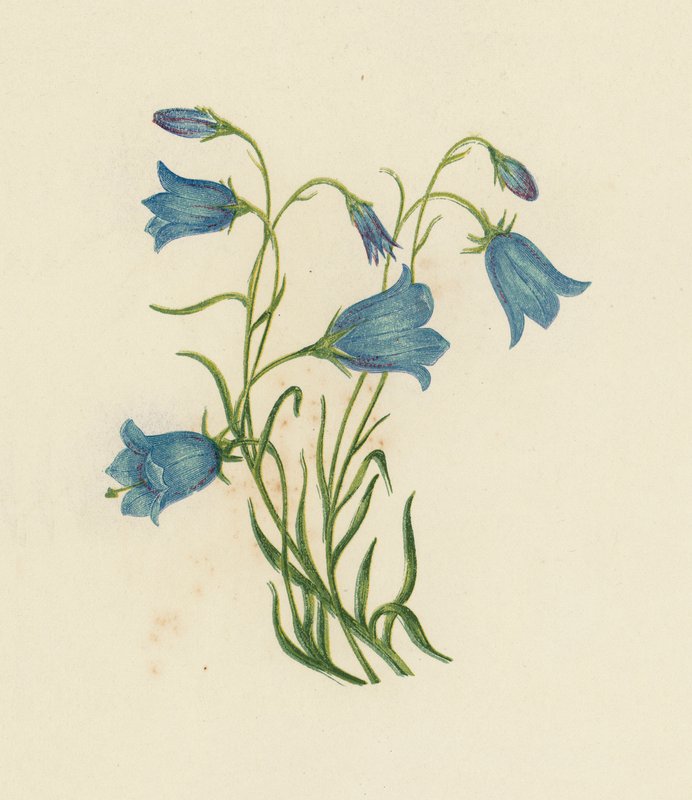 Harebell, Campanula Rotundifolia (farvemedlemmer) af English School