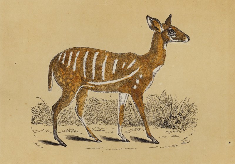 Antilope i seletøj (farvelitografi) af English School