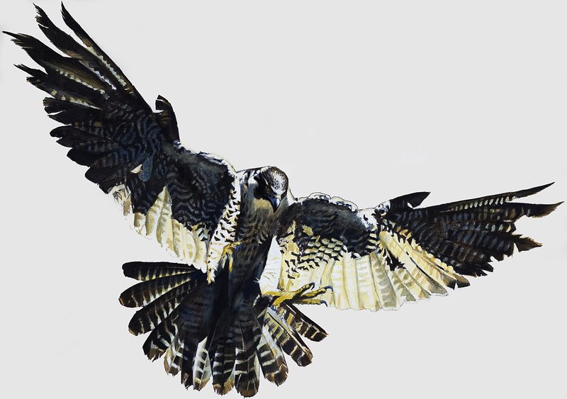 Hawk af English School