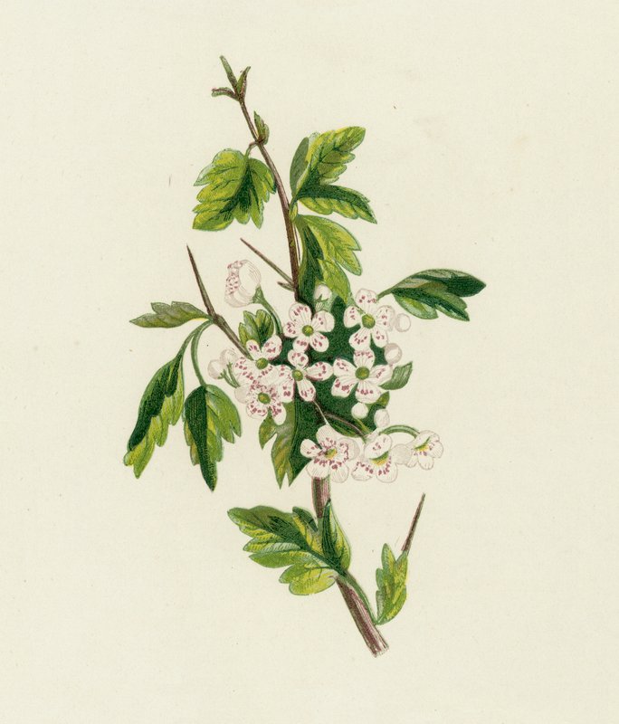 Hvidtjørn, Crataegus Oxyacantha af English School