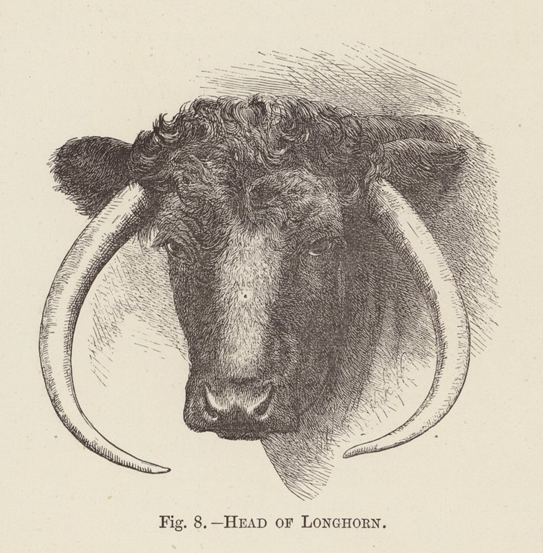 Hoved af langhorn (gravering) af English School