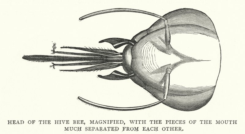 Hivebiens hoved, forstørret, med mundstykkerne meget adskilt fra hinanden (gravering) af English School