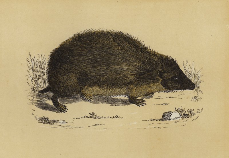 Hedge-Hog (farve litho) af English School
