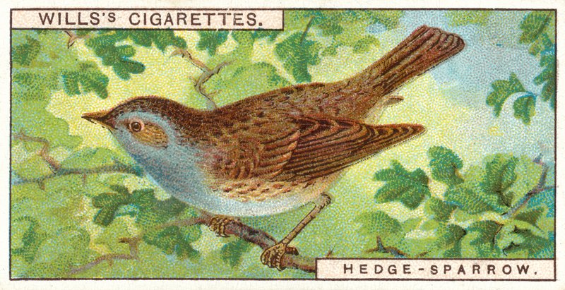 Hæk-Sparrow af English School