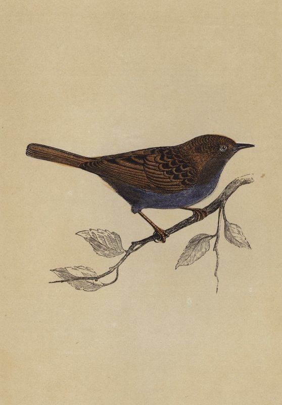Hedge Sparrow (farve litho) af English School