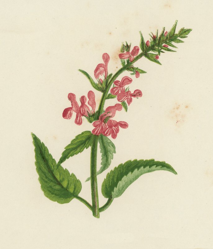 Hæk-sårurt, Stachys Sylvatica (farvelitografi) af English School