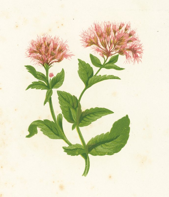 Hamp Agrimony, Eupatorium Cannabinum af English School