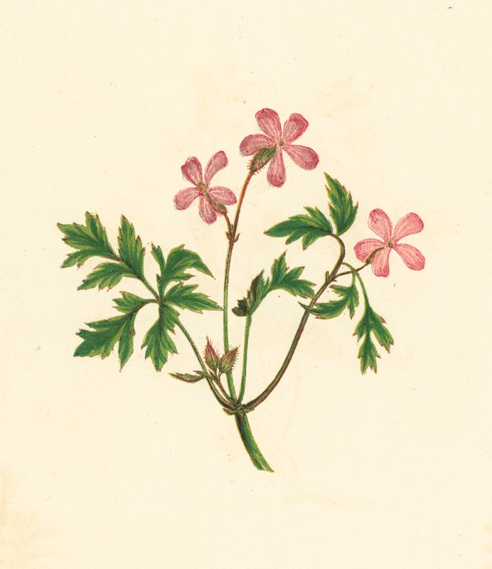 Herb Robert, eller Poor Robin, Geranium Robertianum (farvelitografi) af English School