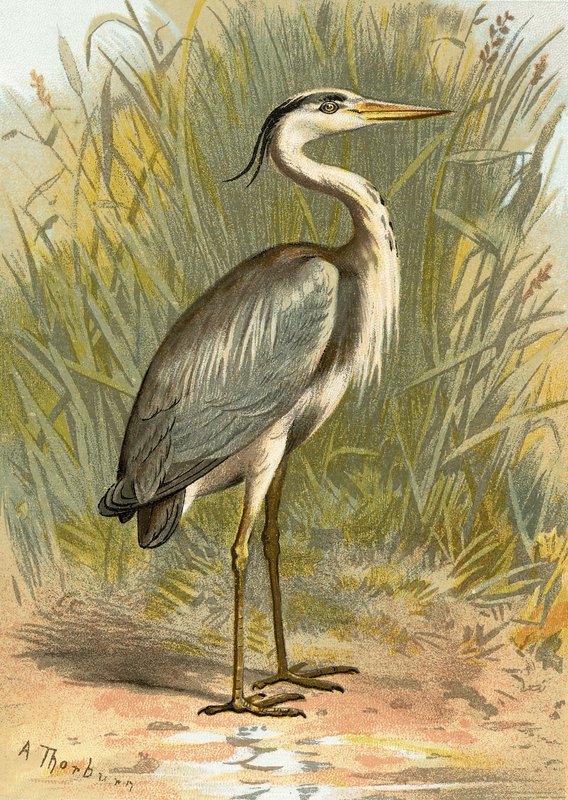 Heron af English School