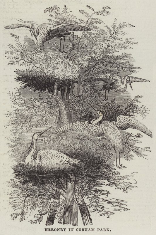 Heronry i Cobham Park (gravering) af English School