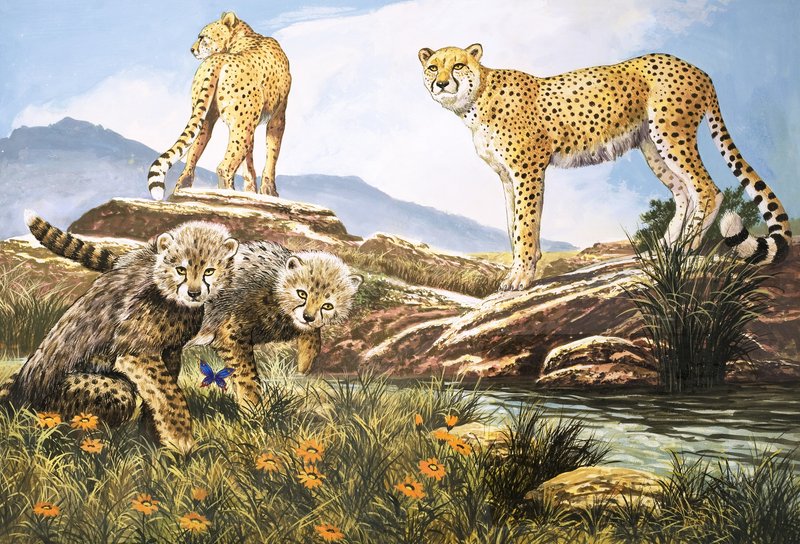 High-Speed Hunter, The Cheetah, illustration fra Nature