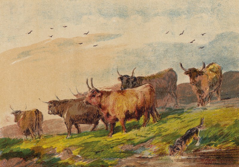 Highland Cattle af English School