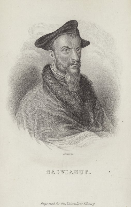 Hippolito Salviani, italiensk naturforsker af English School