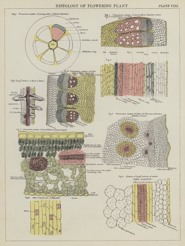 Histologi af blomstrende plante (farve litho) af English School