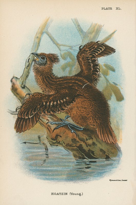 Hoatzin (ung) af English School
