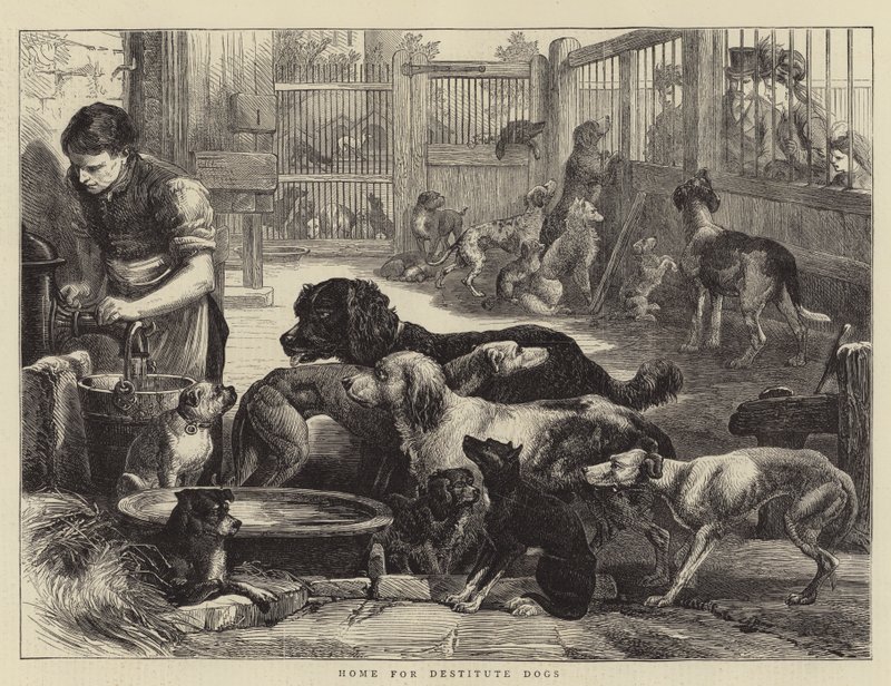 Hjem for nødlidende hunde (gravering) af English School