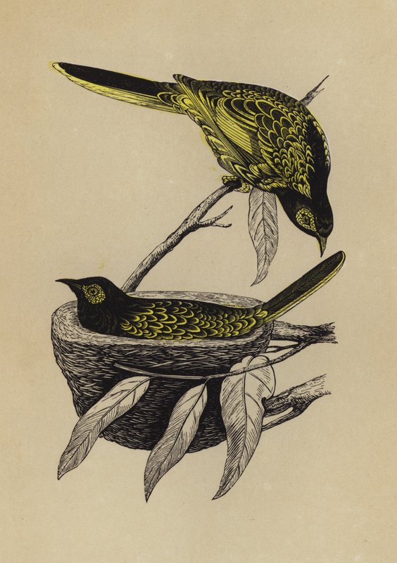 Honning-spiser (farve litho) af English School