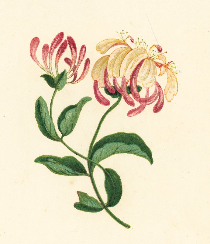 Kaprifolium, Lonicera Periclymenum (farvelitografi) af English School