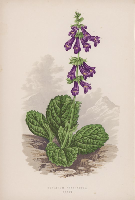 Pyrenæisk Horminum (farve litho) af English School