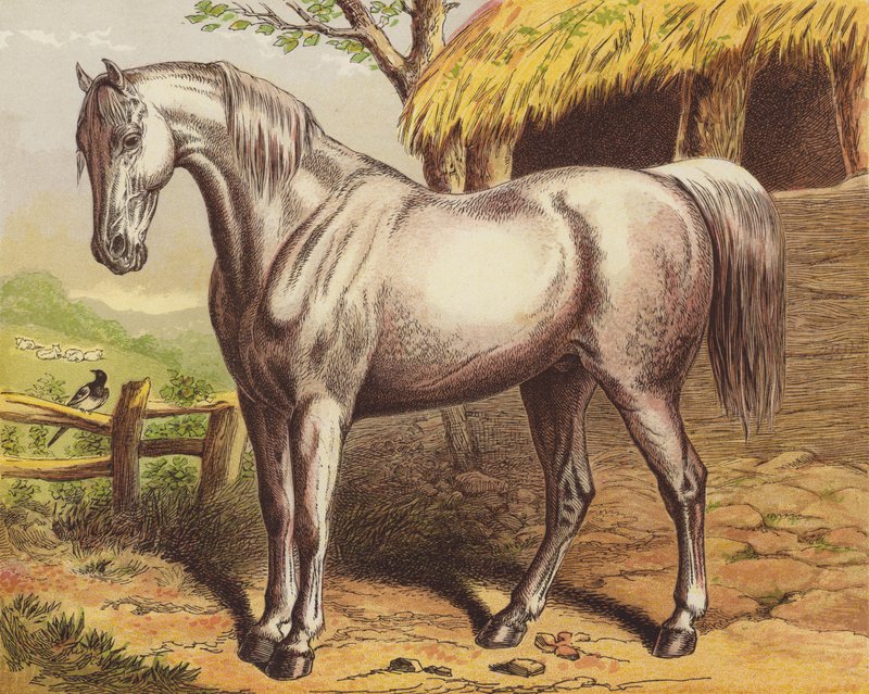 Hest af English School