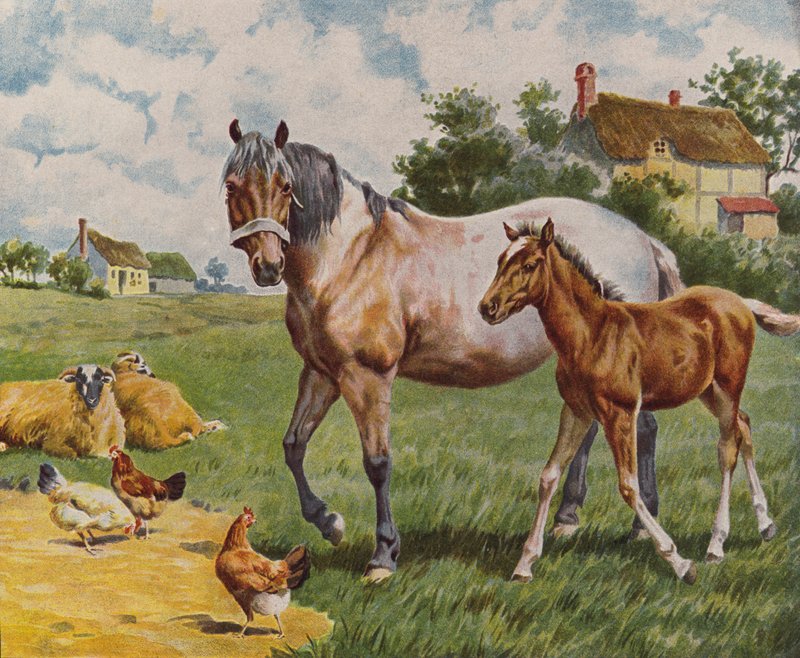 Hest og føl, får og høns (farvelitografi) af English School