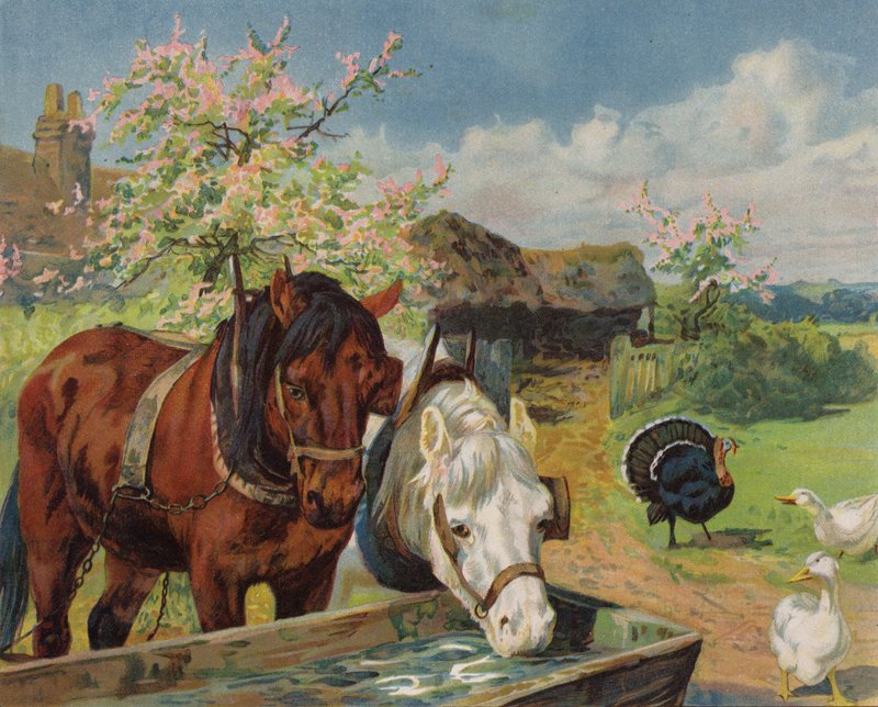 Heste, der drikker af et vandtrug (farve litho) af English School