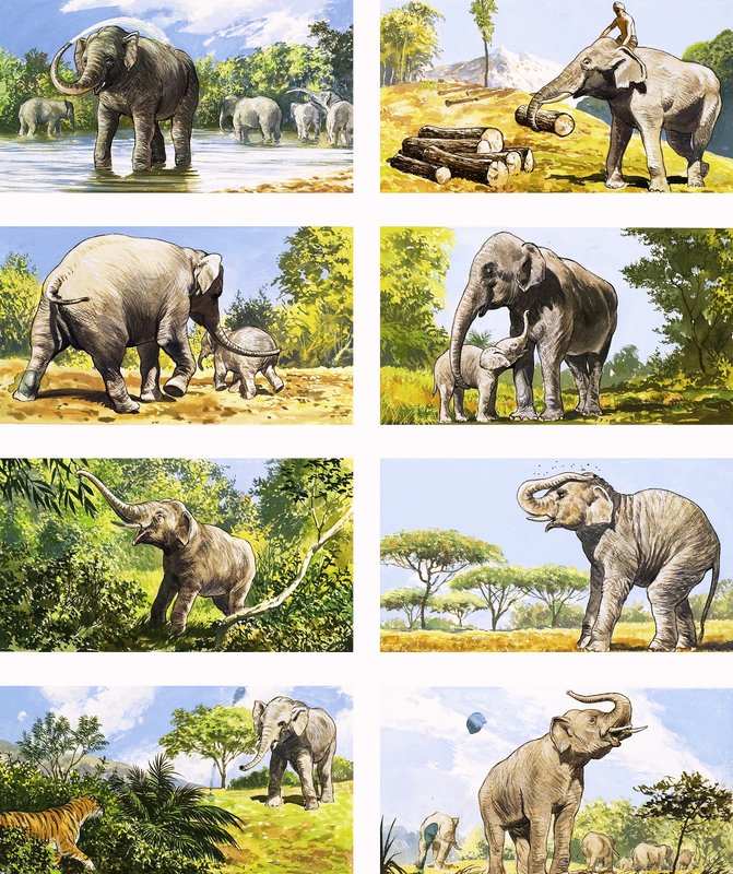 Hvordan en elefant bruger sin snabel af English School