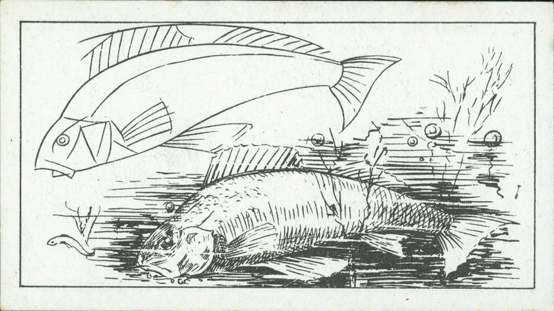 Sådan tegner man: Aborren (litho) af English School