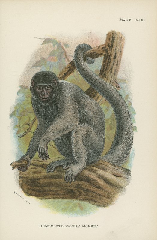 Humboldts Woolly Monkey af English School