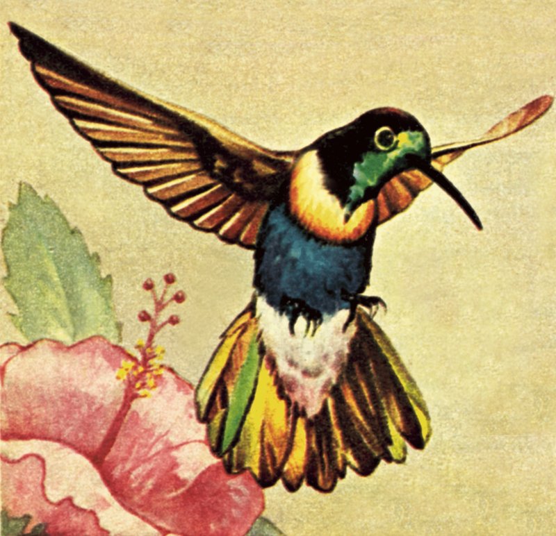 Hummingbird af English School