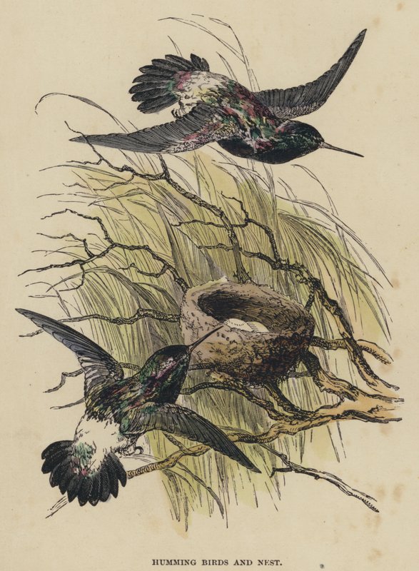 Humming Birds and Nest (farvet gravering) af English School
