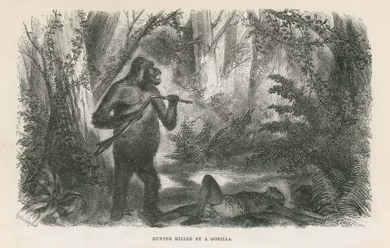 Jæger dræbt af gorilla af English School